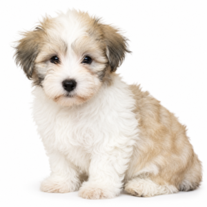 HAVANESE 5113 BOY