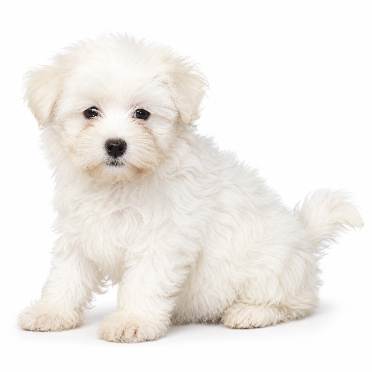 HAVANESE 5115 GIRL