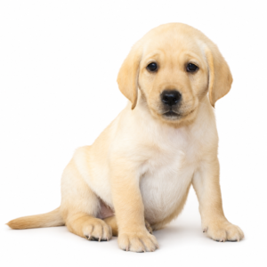 LABRADOR 5139 GIRL