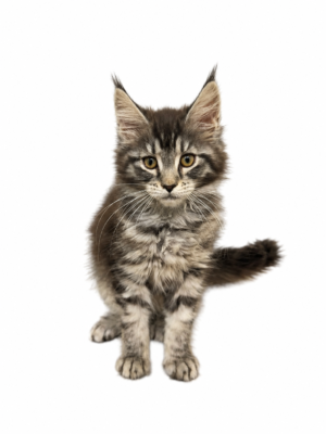 MAINE COON 1850 GIRL