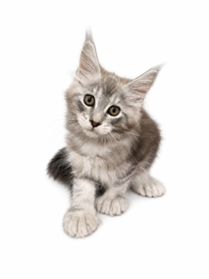 MAINE COON (POLYDACTYL) 1325 BOY