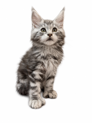MAINE COON (POLYDACTYL) 2229 BOY