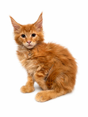 MAINE COON (POLYDACTYL) 2337 BOY