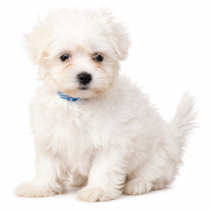 MALTESE 5155 GIRL