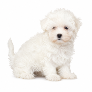 MALTESE 5156 GIRL