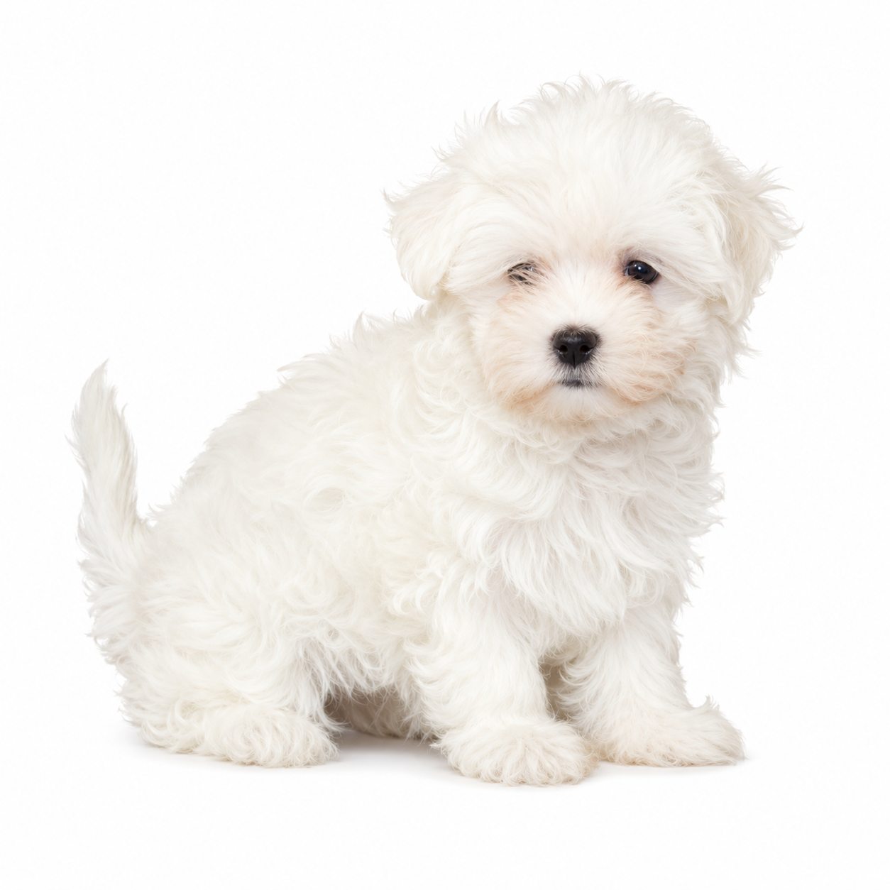 MALTESE 5156 GIRL