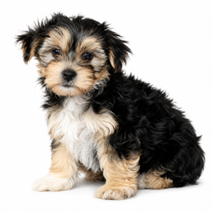 MORKIE 5164 BOY