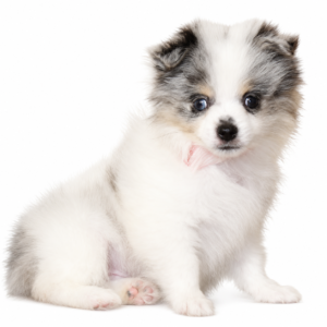 POMERANIAN 4852 BOY