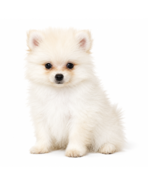 POMERANIAN 5012 BOY