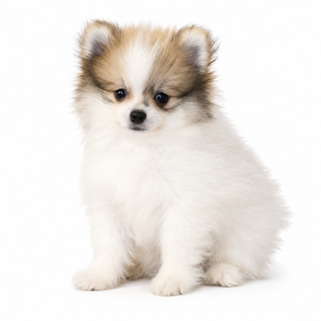 POMERANIAN 5013 BOY