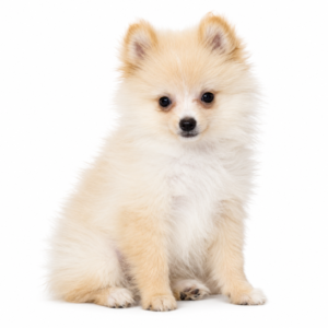 POMERANIAN 5070 GIRL