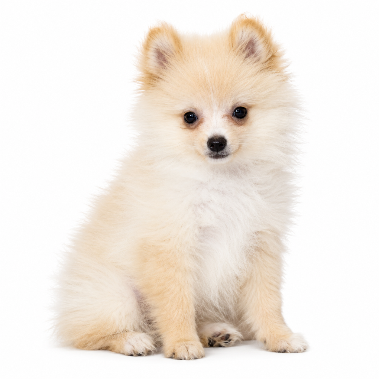 POMERANIAN 5070 GIRL