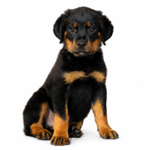 ROTTWEILER 5101 BOY