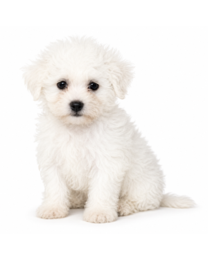 TEDDY BEAR 5106 GIRL