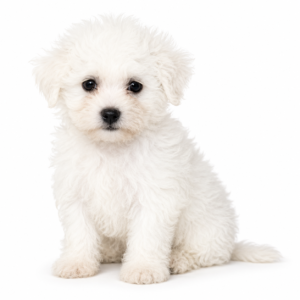 TEDDY BEAR 5106 GIRL