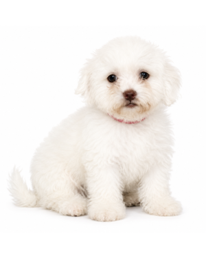 TEDDY BEAR 5107 GIRL