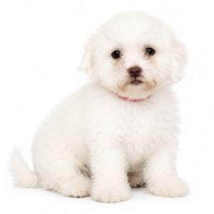 TEDDY BEAR 5107 GIRL