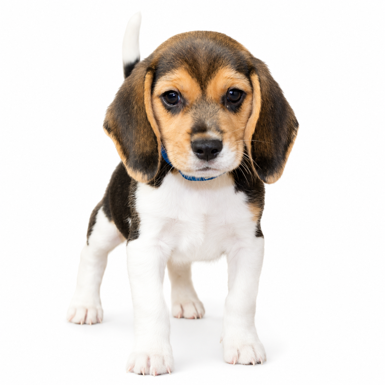 BEAGLE 5375 BOY