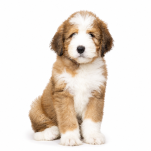 BERNEDOODLE 5284 BOY