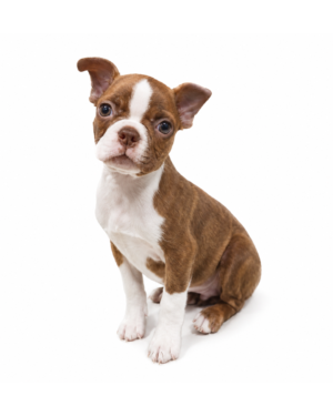 BOSTON TERRIER 2467 BOY