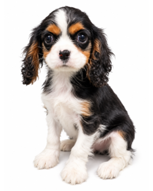 CAVALIER KING 6681 BOY