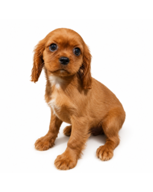 CAVALIER KING 2622 BOY