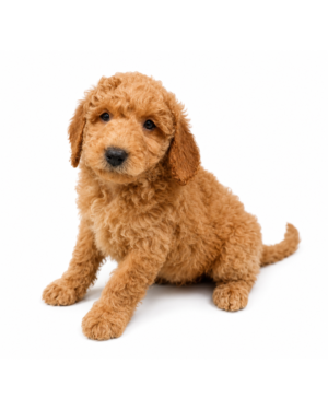 CAVAPOO 9380 BOY
