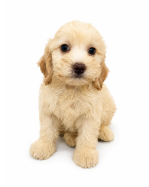 COCKAPOO F1B 2333 BOY