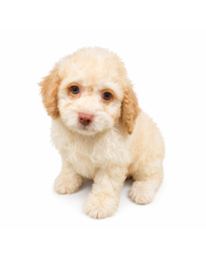 COCKAPOO 3755 BOY