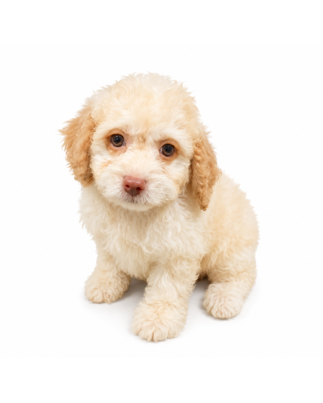 COCKAPOO 3755 BOY