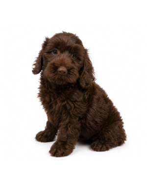 COCKAPOO 8520 BOY