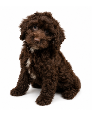 COCKAPOO 8961 BOY