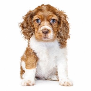 COCKER SPANIEL 5452 GIRL