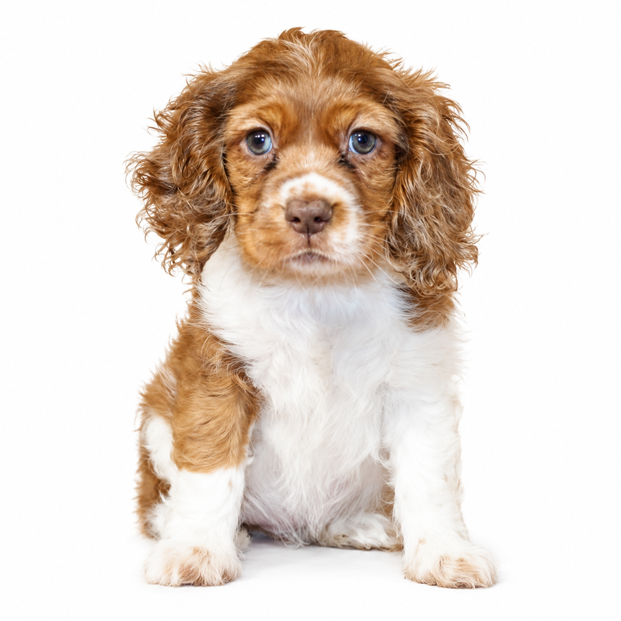 COCKER SPANIEL 5452 GIRL