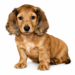 DACHSHUND 5408 BOY