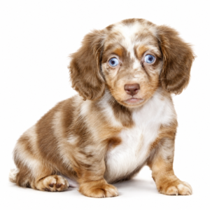 DACHSHUND 5415 BOY