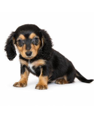 DACHSHUND 5438 BOY