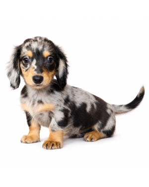 DACHSHUND 5440 BOY