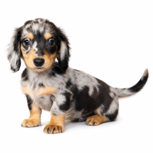 DACHSHUND 5440 BOY