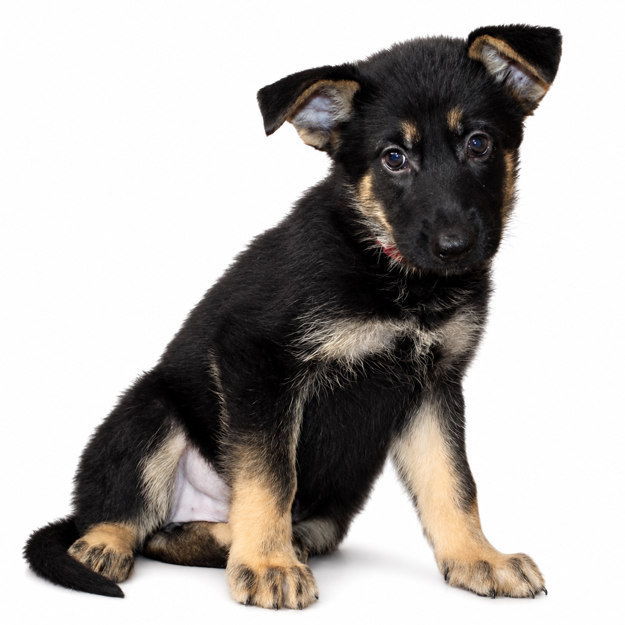 GERMAN SHEPHERD 5058 GIRL