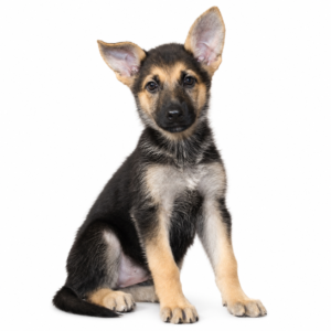 GERMAN SHEPHERD 5360 GIRL