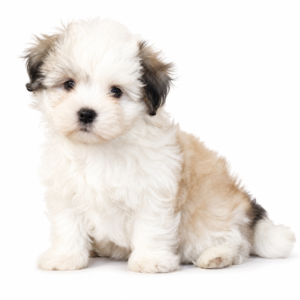 HAVANESE 5388 BOY