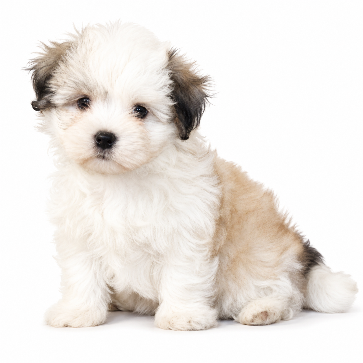 HAVANESE 5388 BOY