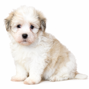 HAVANESE 5418 BOY