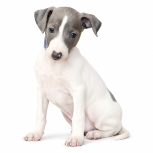 ITALIAN GREYHOUND 5380 BOY