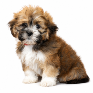 LHASA APSO 5122 BOY