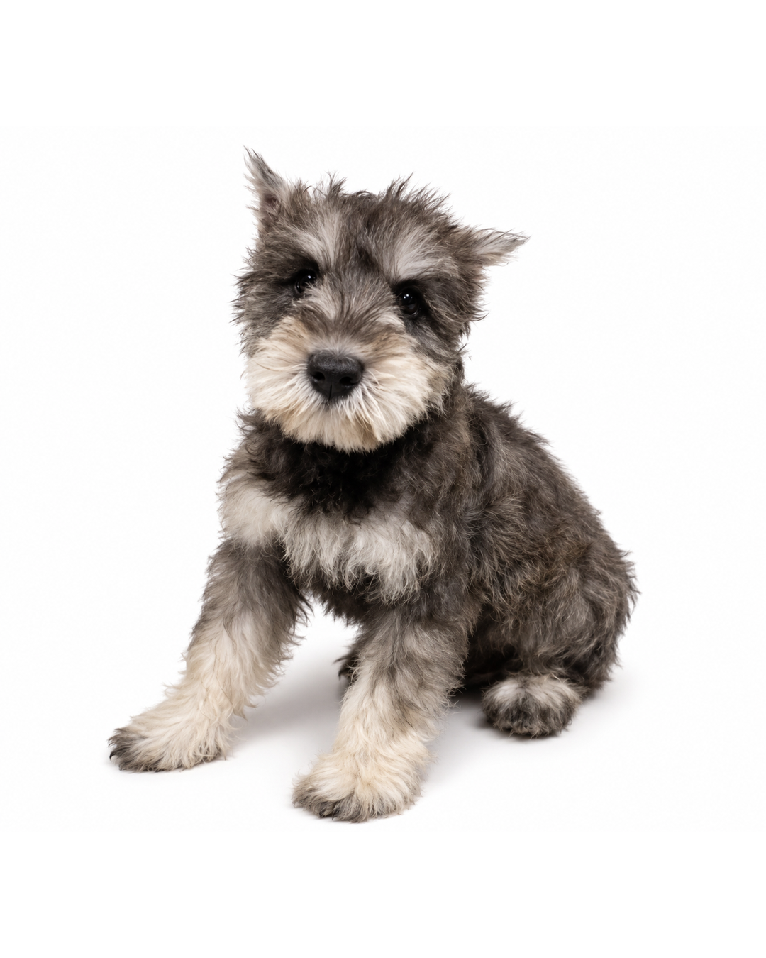 MINI SCHNAUZER 4733 BOY