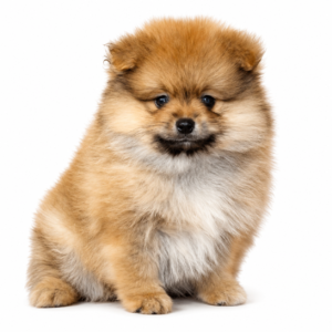 POMERANIAN 5262 BOY