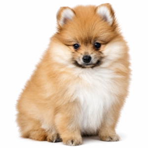 POMERANIAN 5265 GIRL