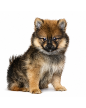 POMERANIAN 5429 BOY
